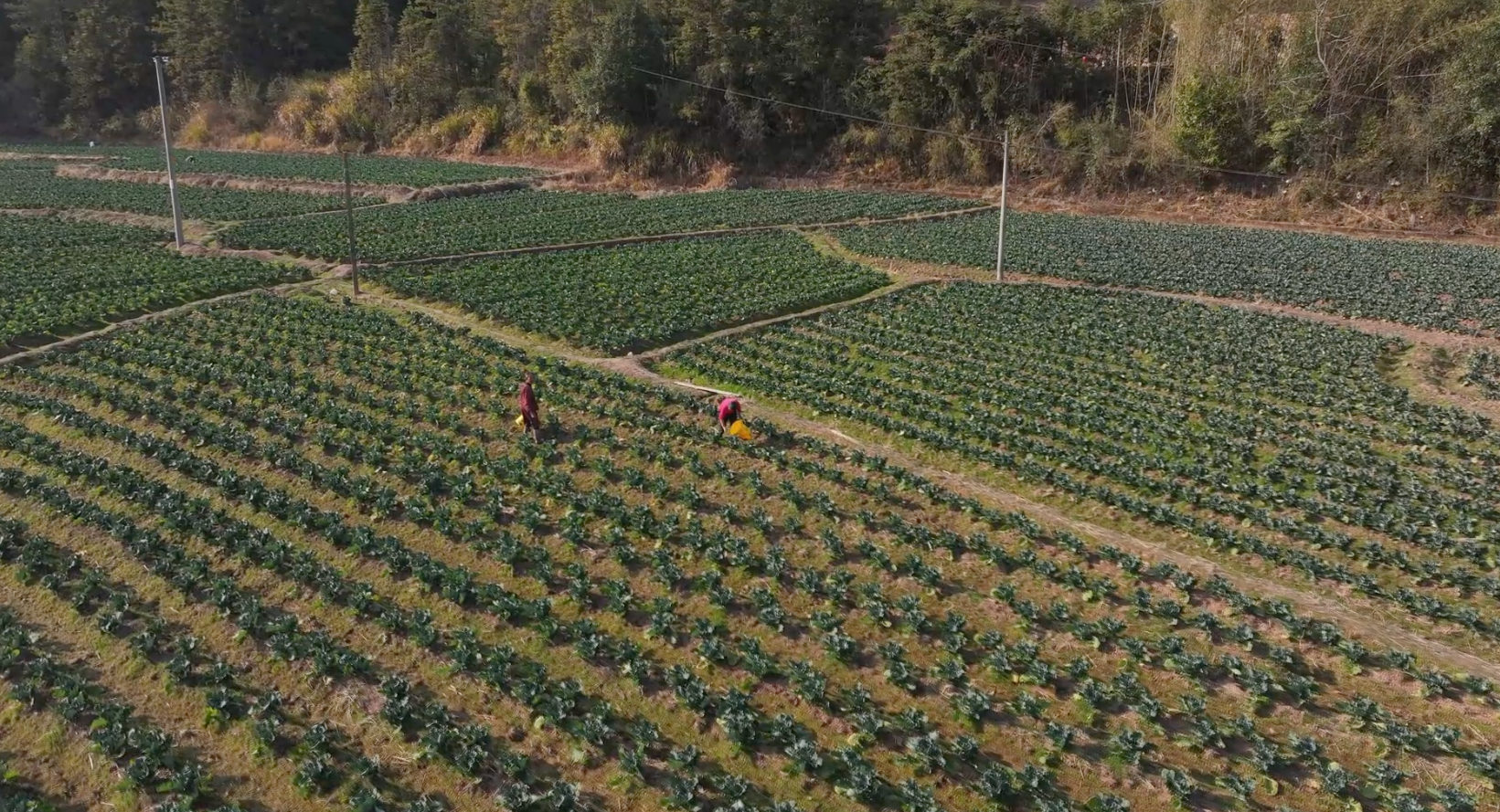 淮土鎮：黨支部引領土地流轉，冬閑田變“聚寶盆”