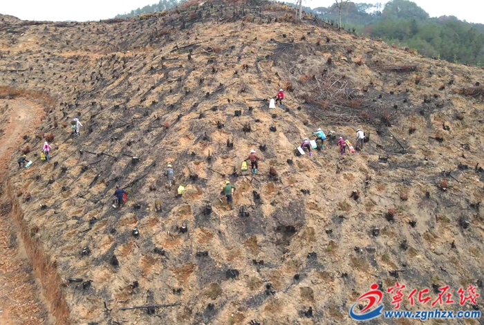寧化：植樹護(hù)土筑屏障 青山綠水繪新篇