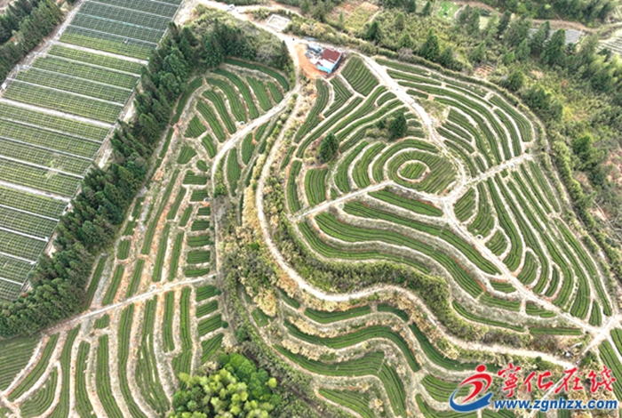 寧化:茶農(nóng)搶抓農(nóng)時(shí)養(yǎng)護(hù)春茶