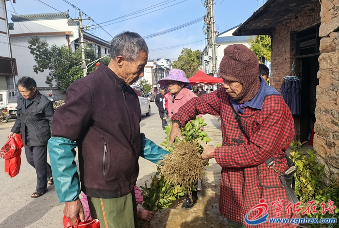 寧化：人勤春早苗木俏銷