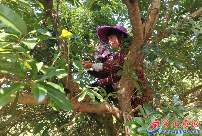 寧化河龍鄉：黨建引領 技術助力推動村級產業良性發展