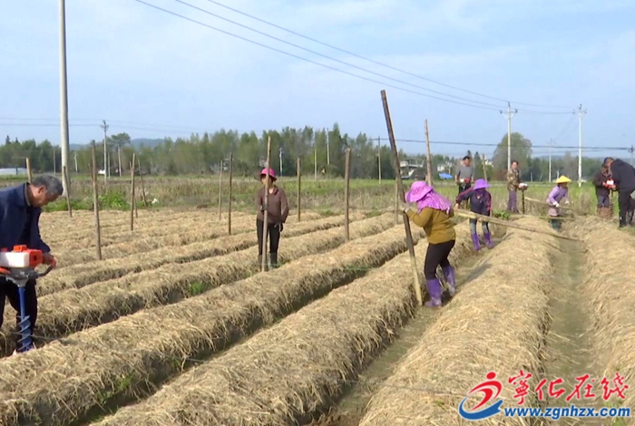 湖村鎮:新農機助力竹蓀春季種植