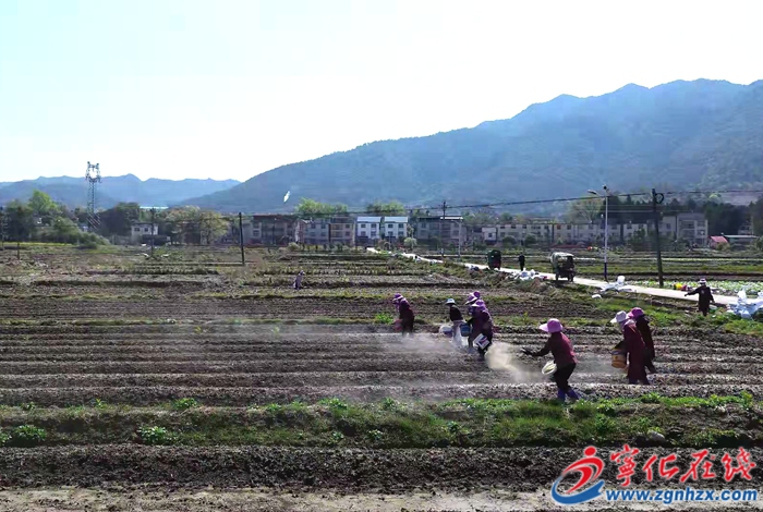 湖村鎮:播撒土壤調理劑 助力農業綠色發展