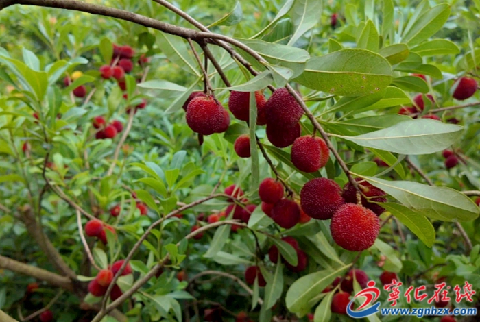 喜上“梅”梢！河龍鄉下伊村楊梅進入采摘期