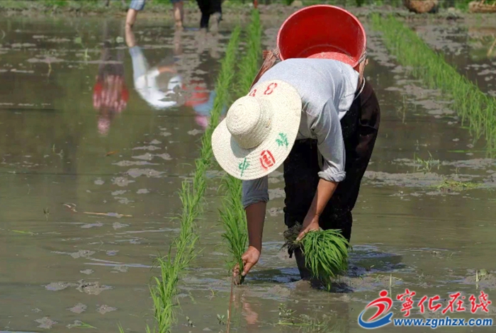 曹坊鎮:水稻制種忙