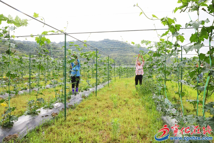 深耕八年，寧化這個閩臺“果蔬園”做大啦