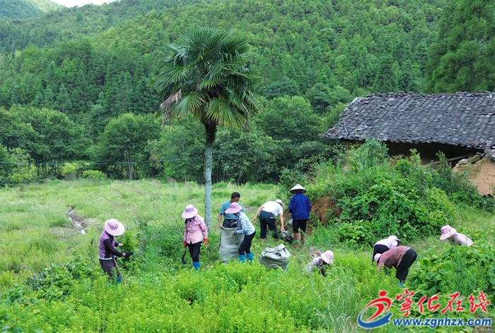 濟村鄉:撂荒地變身“致富田”百畝薄荷迎豐收
