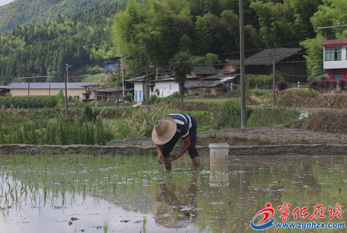 濟村鄉(xiāng):水稻制種進行時