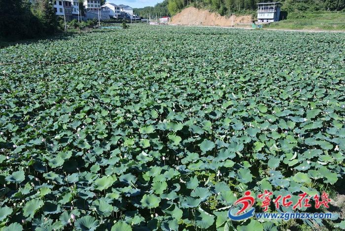 城郊上畬:百畝白蓮迎來豐收特色產業助農增收