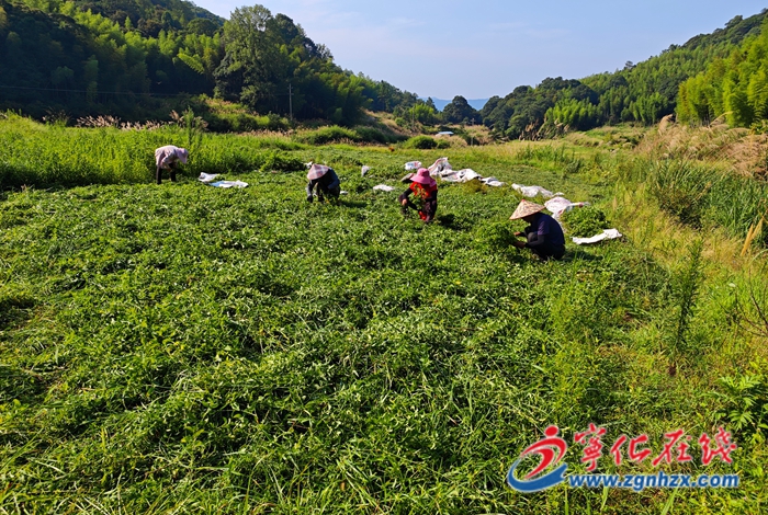 撂荒地變身“藥材寶庫”，寧化泉上鎮延祥村薄荷仙草采摘忙
