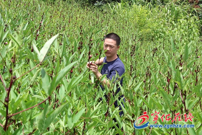 淮土鎮：洛神花綻滿田疇 閑田變身“增收園”