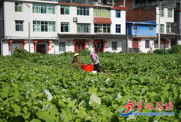 寧化治平畬族鄉(xiāng)：牛蒡子種植助力鄉(xiāng)村發(fā)展