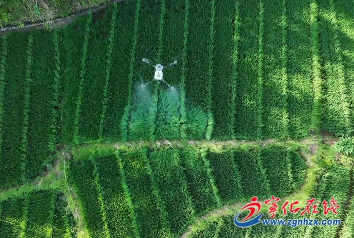 淮土鎮：村書記領航 羅坑村煥新顏