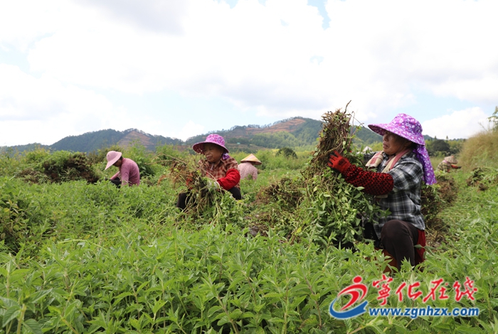 泉上延祥村500畝仙草喜獲豐收