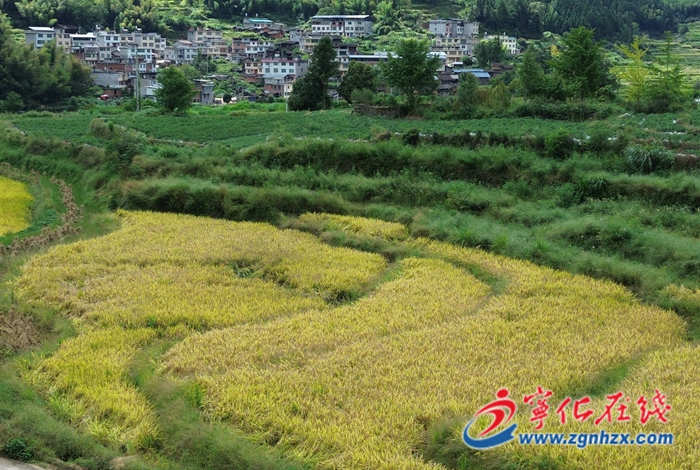 “金稻谷”豐收 寧化水茜河龍貢米收割忙