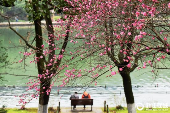 氣溫回暖 西湖梅花競相綻放