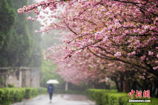 貴陽一場春雨 滿園櫻花爛漫