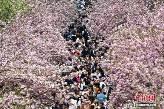萬人涌入中國科大“櫻花大道”賞花