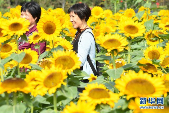 葵花盛開逐秋陽(yáng)