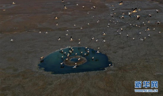 東方白鸛“起舞”曹妃甸濕地