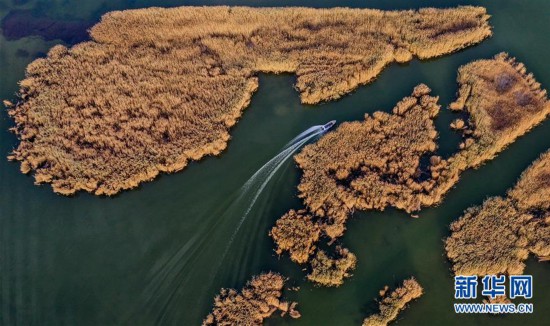 水生態(tài)改善 烏梁素海成鳥類天堂