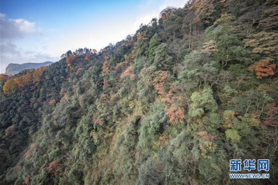 重慶南川：金佛山上秋意濃