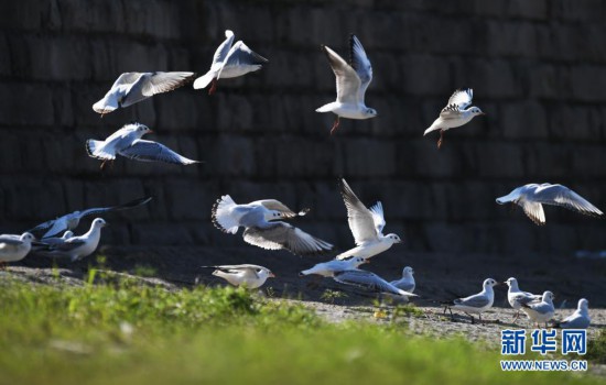 長(zhǎng)江重慶段迎來(lái)近十年最大規(guī)模紅嘴鷗遷徙種群