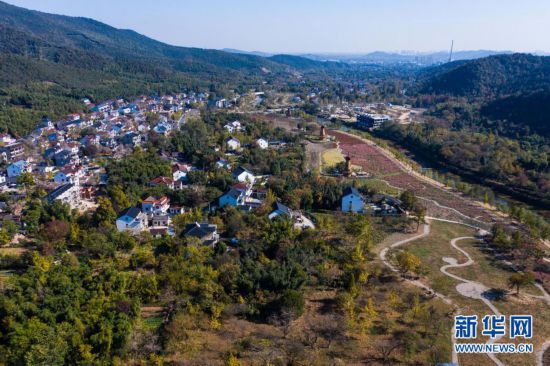 浙江長(zhǎng)興：古銀杏長(zhǎng)廊風(fēng)光美