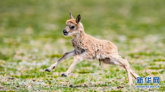 西藏藏羚羊種群數量已超過20萬只
