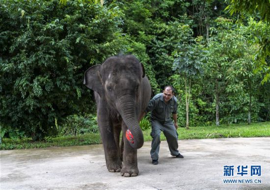 云南西雙版納:大象“羊妞”五歲啦!