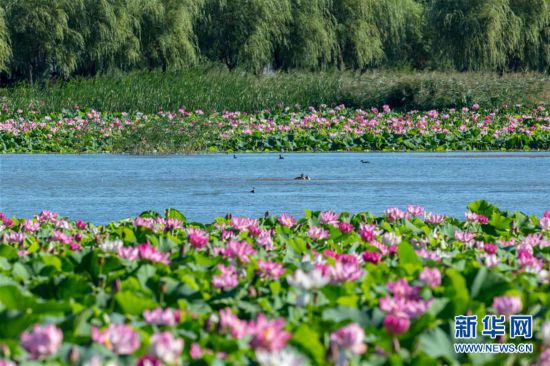 吉林鎮(zhèn)賚:環(huán)城國家濕地公園荷花綻放