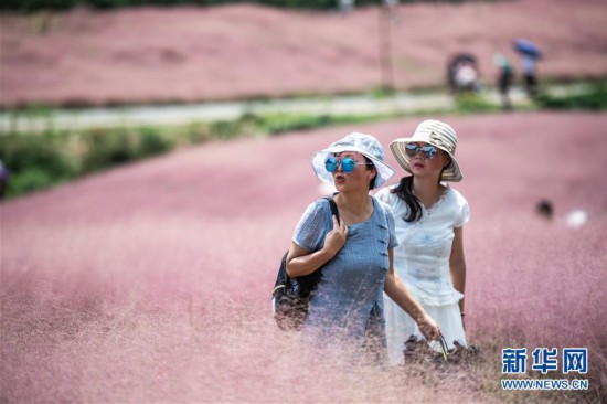 “粉色海洋”迎客來(lái)