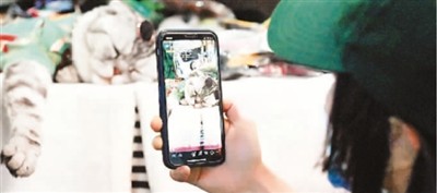 線上寵物經濟崛起