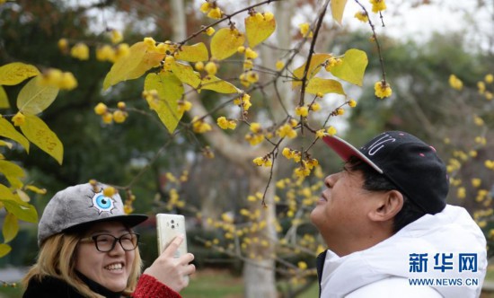 橘洲臘梅暗香來