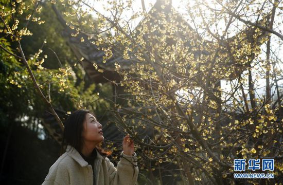 臘梅傲寒競(jìng)綻放