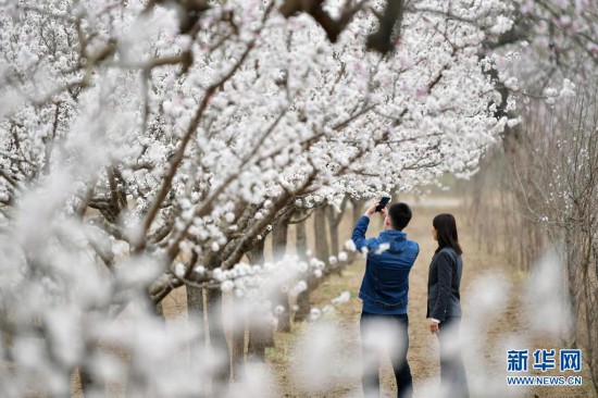 甘肅東鄉(xiāng):漫川杏花競(jìng)芳菲