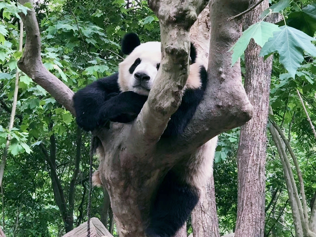 清明各省份旅游收入排行出爐 國(guó)內(nèi)游市場(chǎng)有序復(fù)蘇