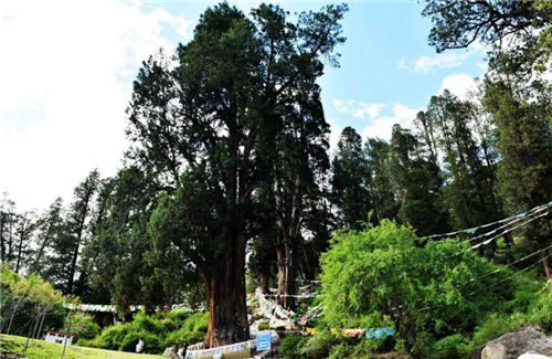 世界最“貴”的兩棵樹,警衛全天保護,全球僅中國有,在你家鄉嗎
