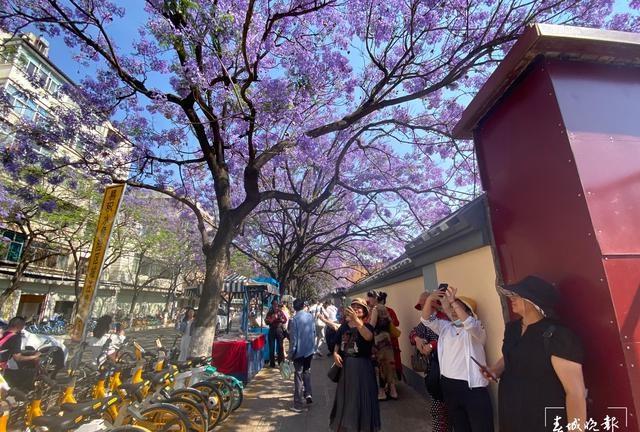 睹藍花楹之堵 直擊昆明網(wǎng)紅路：車車車人人人你