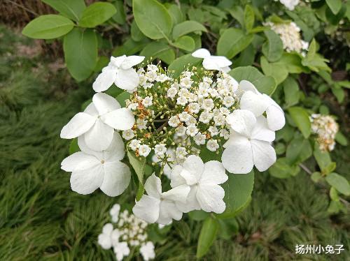 一“堵”再出名！大揚(yáng)州在五一“爆”了